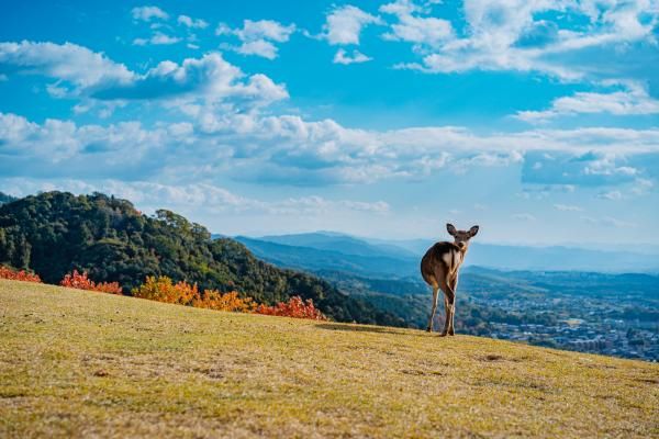 Scenery from the Top of Mt.Wakakusa