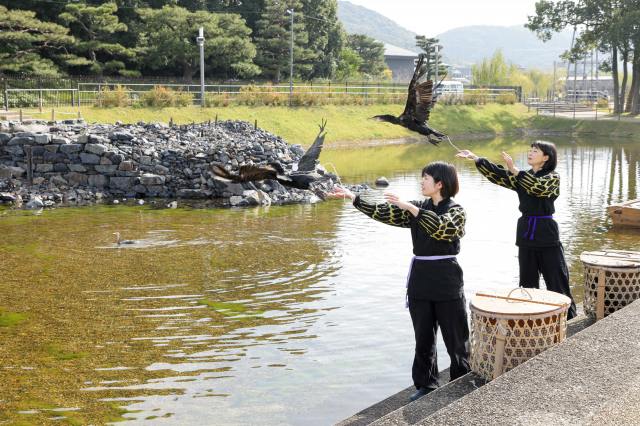 Cormorant fishing