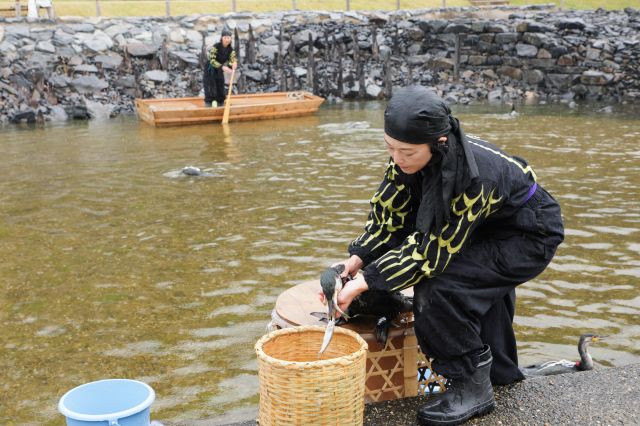 捕った魚を吐き出す鵜