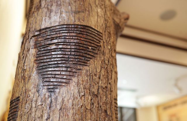 A lacquer tree exhibit in the museum