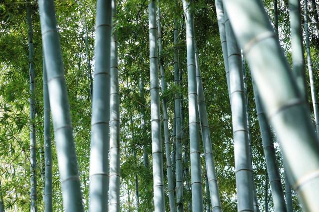 Bamboo Craft for Tea Ceremony