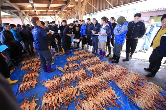 ここでしか見られない！越前がに競り見学