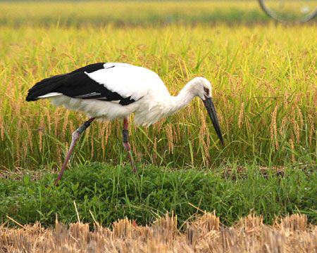 コウノトリ絶滅と復活の郷を巡るツアー（コウノトリ育むお米のランチ付）