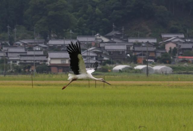 大空を舞うコウノトリ