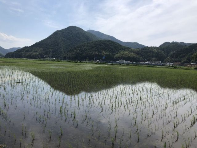 田んぼの風景