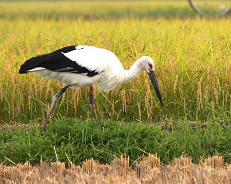 田んぼのコウノトリ