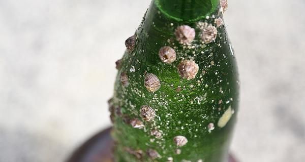 Experience of taking out sake aged in the sea and Ago Bay Cruising