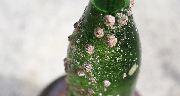 Experience of taking out sake aged in the sea and Ago Bay Cruising