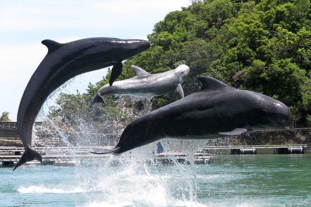 Taiji Whale Museum 