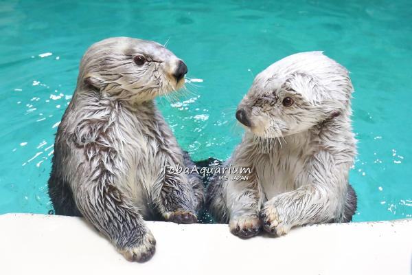 鳥羽水族館　入館券