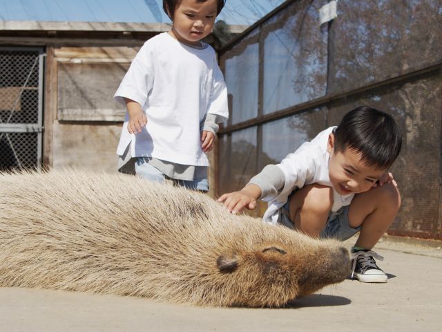 カピバラとふれあうことができます♪