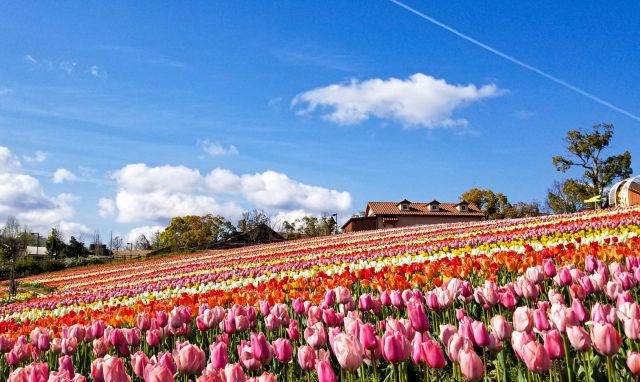 Spring/Tulip field