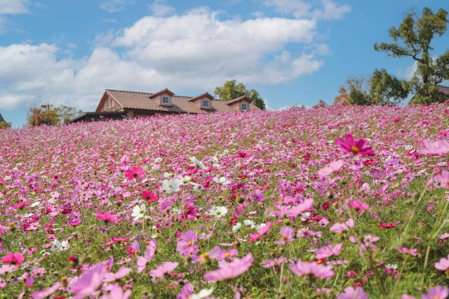 Autumn/Cosmos Field