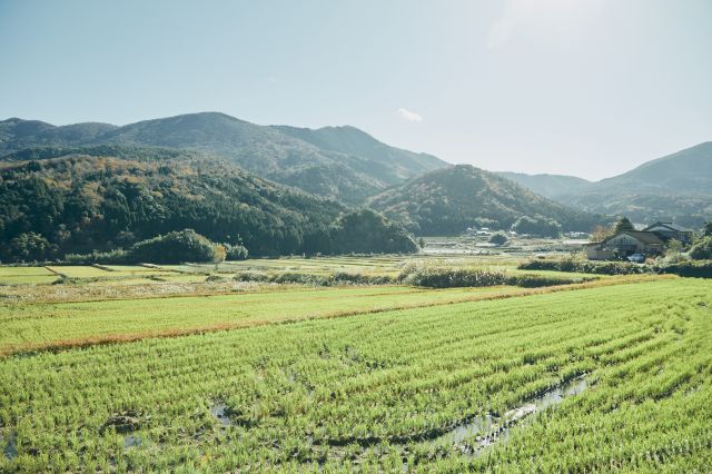 酒蔵のすぐ目の前に広がる酒米の田んぼとのどかな山々の風景