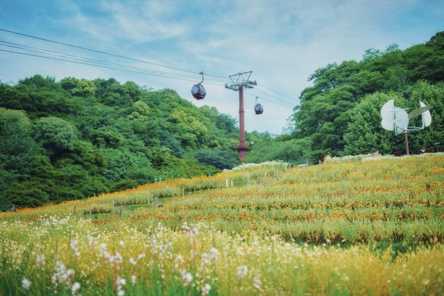 四季折々一面の花々が咲き誇る風の丘フラワー園
神戸布引ハーブ園／ロープウェイ