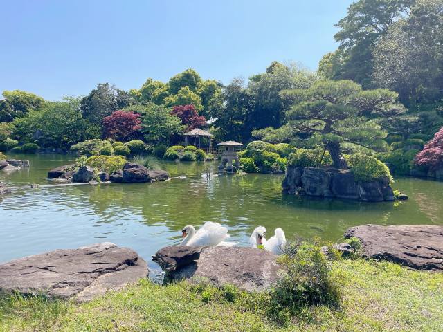 Strolling around a Japanese garden