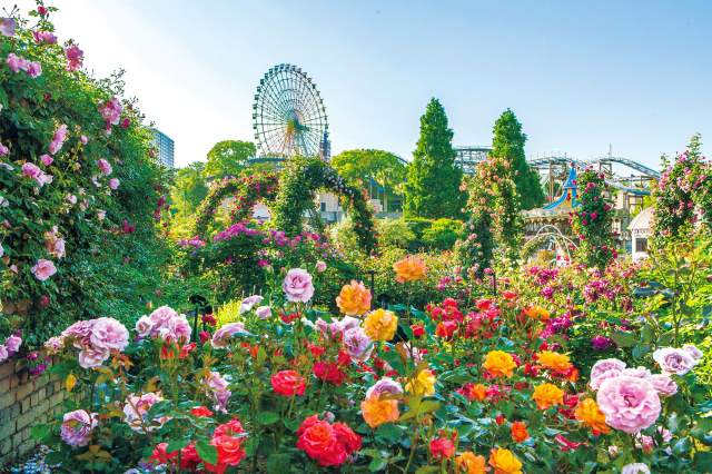 (Spring only) Rose garden filled with 6,000 plants of 400 varieties of beautiful roses