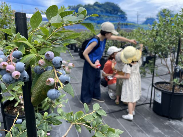 Blueberry picking