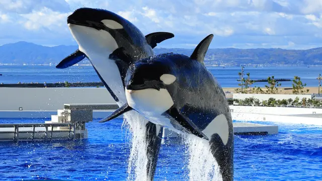 KOBE SUMA SEA WORLD TICKET