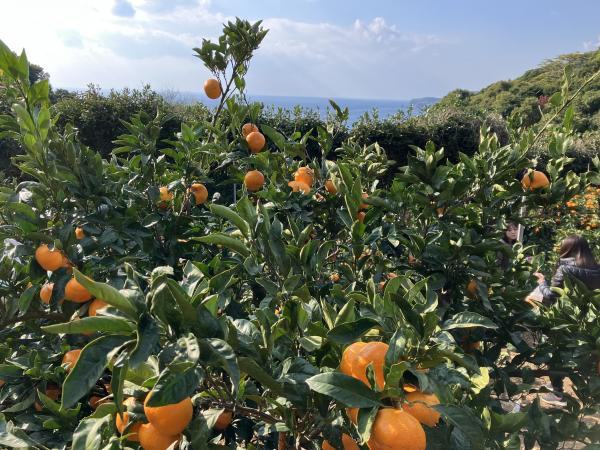 Mikan picking experience in Arida, Wakayama Prefecture, the home of mikan