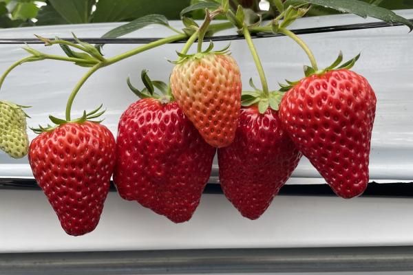 4 species of sweet strawberries