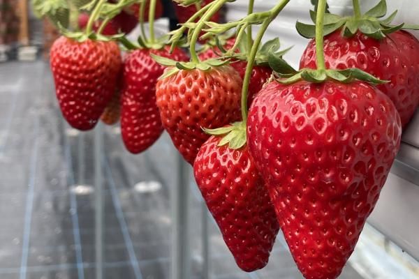 Big size of Sweet strawberries