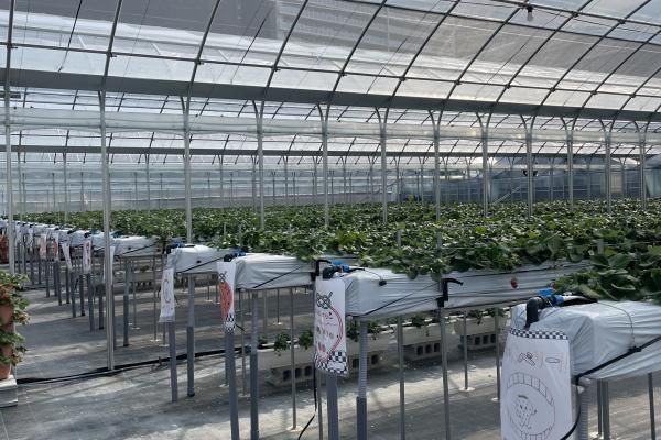 Greenhouse filled with sweet strawberries
