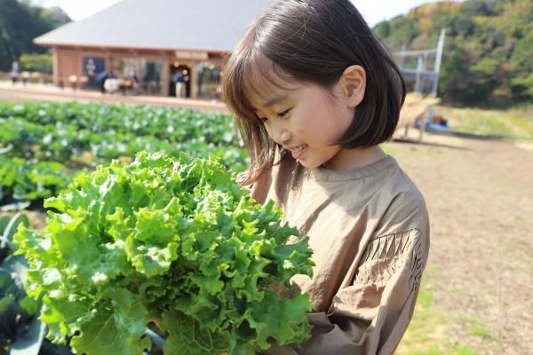 Noka Restaurant Haru Sansan lets you harvest fresh vegetables that they grow on the property.