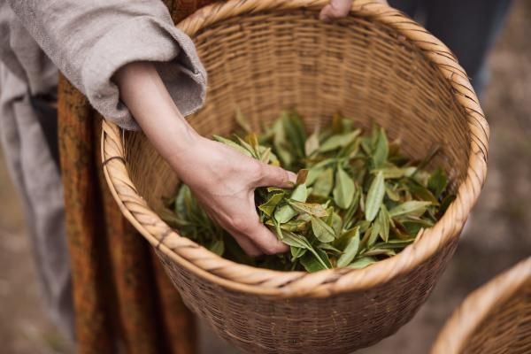 ボタニカル×ローカル　台湾原生山茶がルーツの茶樹F4の茶葉