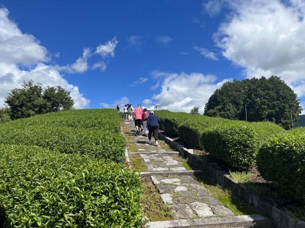 日帰り茶文化体験「ガイド付き茶畑ウォーキング」