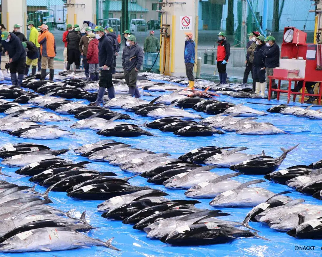 Tuna Auction Market Tour & Breakfast in Nachi-Katsuura, Wakayama
