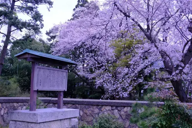 春の桜