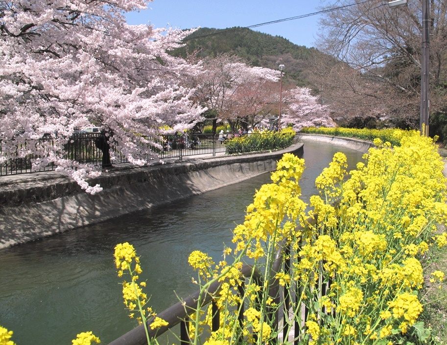 桜と菜の花のコントラストも美しい。