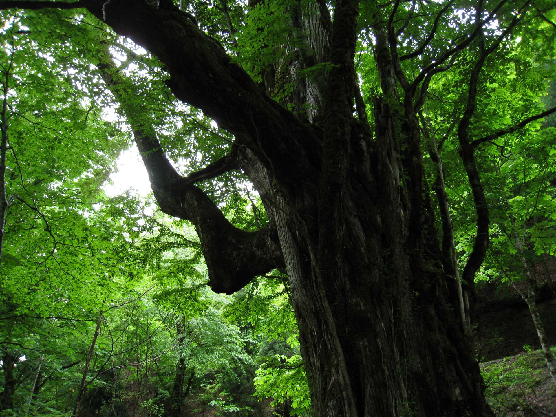 新緑から紅葉の季節まで、四季折々の美しさを見せてくれます（©一般社団法人南丹市美山観光まちづくり協会）